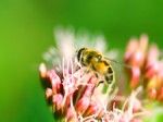 Honey bee on flower